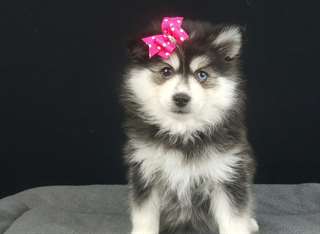 Chiot type pomsky, très câline à donner