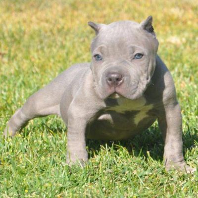 chiot pitbull terrier americain recherche une nouvelle famille d'accueil