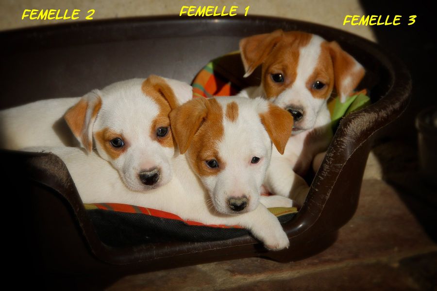Chiots Jack Russell de petites tailles