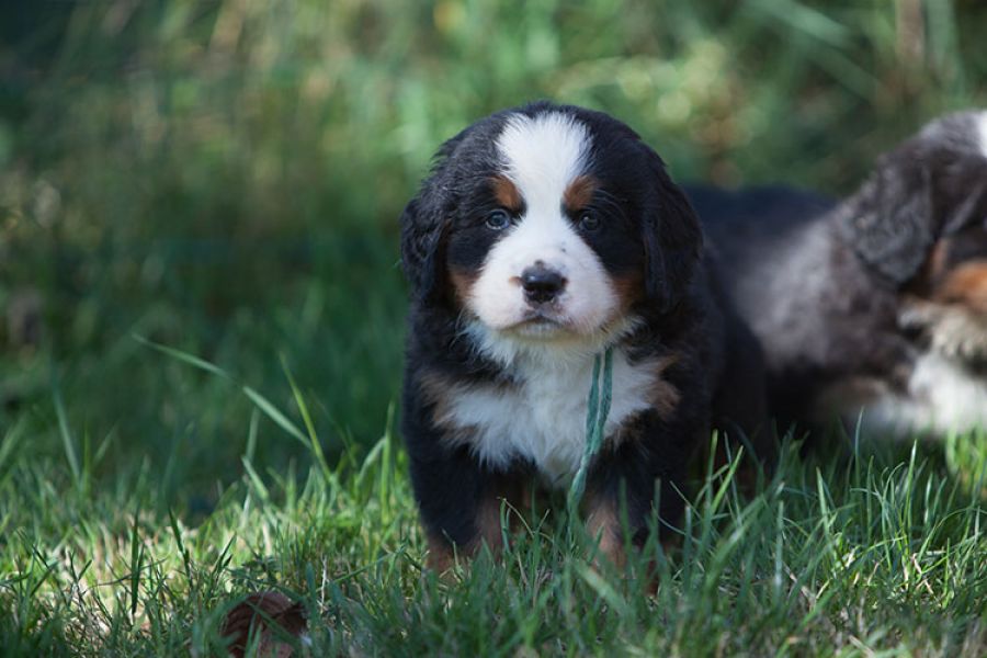 Splendide Chiots Bouvier Bernois Lof