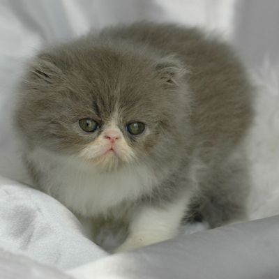 VDS chatons persan loof