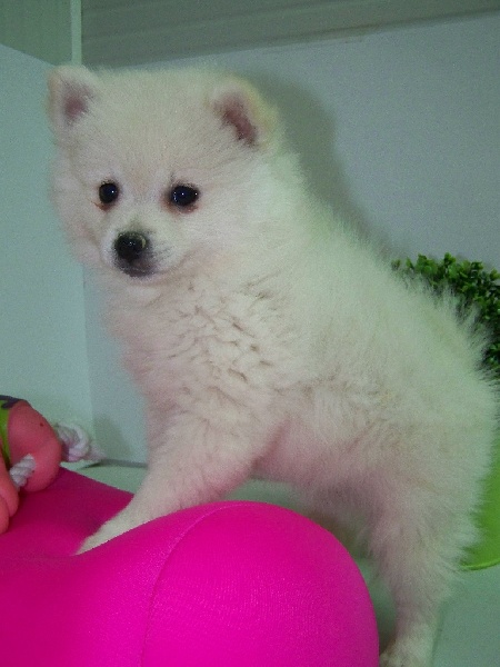 2 chiots SPITZ ALLEMAND