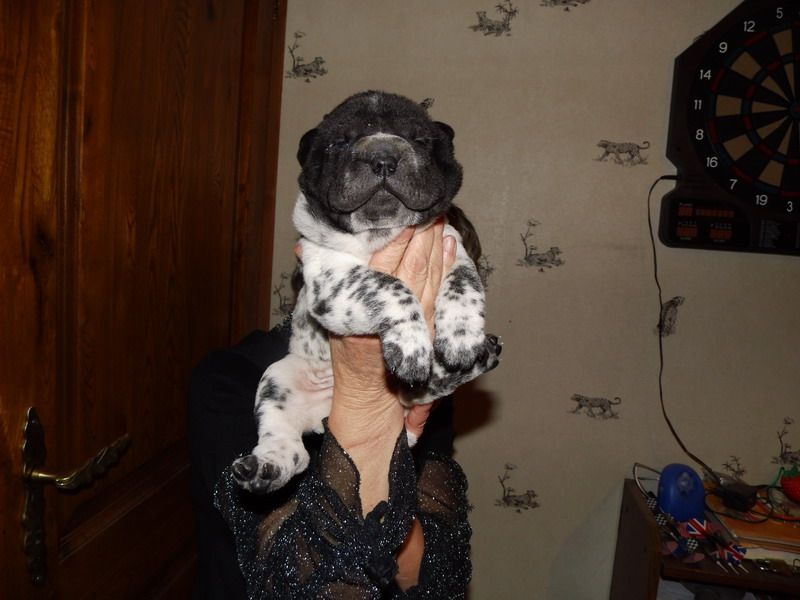 Superbes chiots shar-pei à reserver