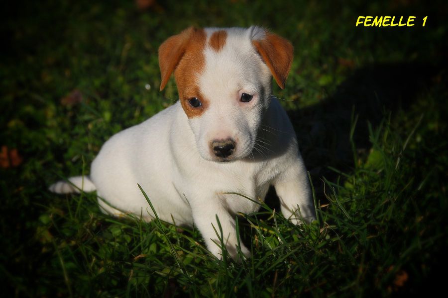Chiots Jack Russell de petites tailles