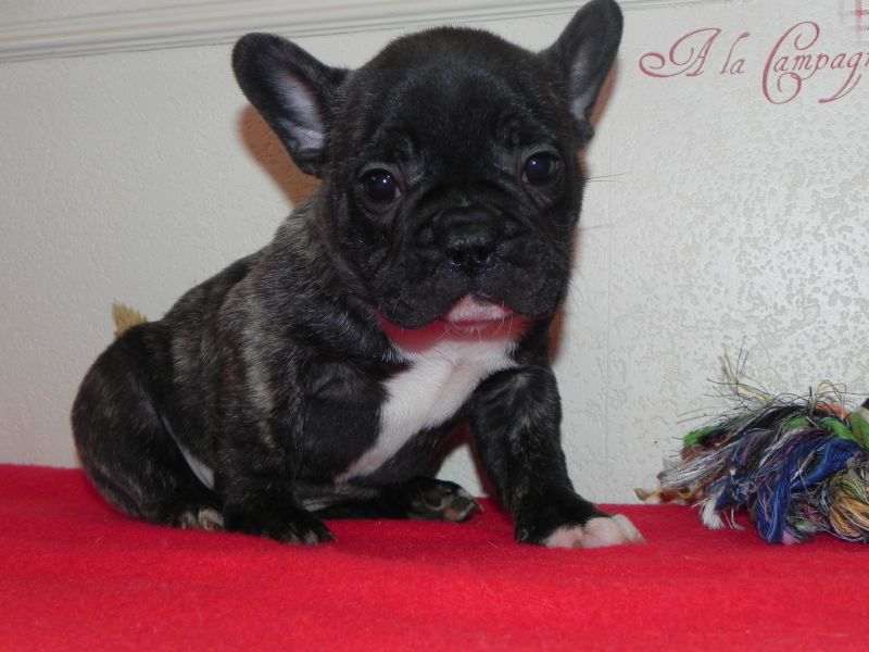Chiots bouledogue français lof