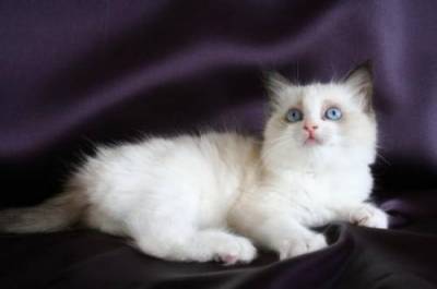 2 Magnifique chatons type ragdoll a donner contre bon soin