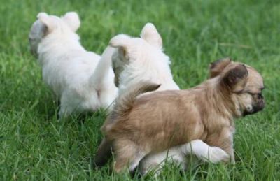 A réserver trés beau chiots chihuahua non lof à poils longs 