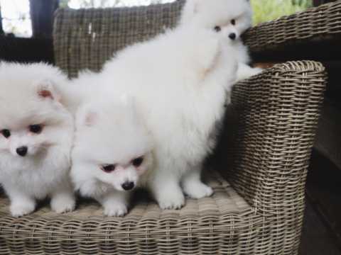 Superbe chiots spitz nain disponible de suite 