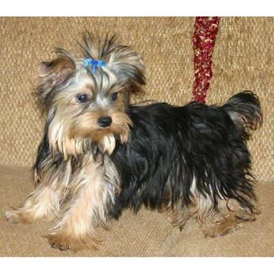 chiot yorkshire terrier à donner contre bons soins