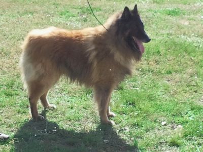 Chiots Berger Belge Tervueren