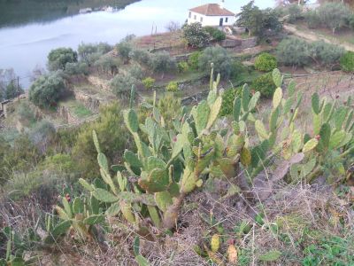  bords de riviér  Douro Vinhateiro