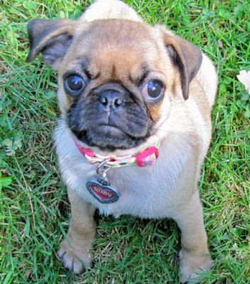 Magnifiques chiots carlin a donner