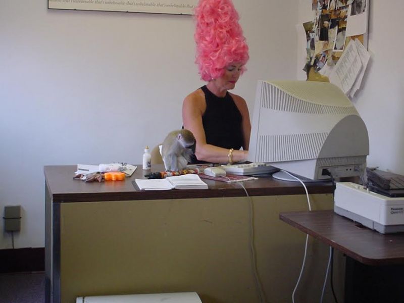 Adorable bébés singe capucin !!!