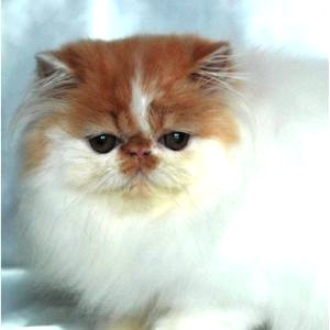 Bébés Persans Loof***