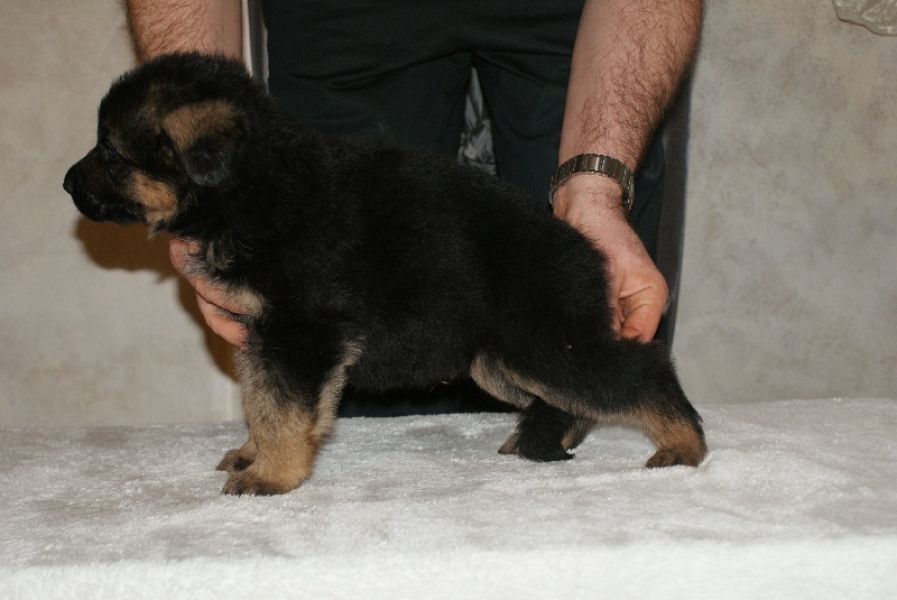 A donner chiot type berger allemand femelle