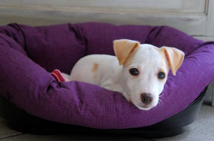 Magnifique Chiot Femelle Jack Russell