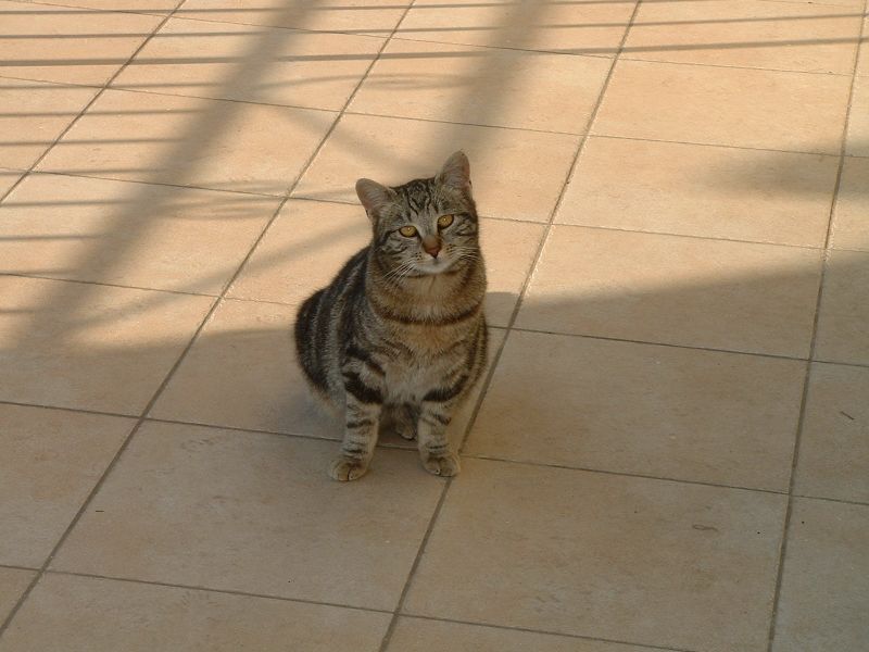 Donne chatons et chats adultes