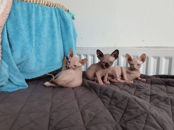 Sphynx Kittens Available.