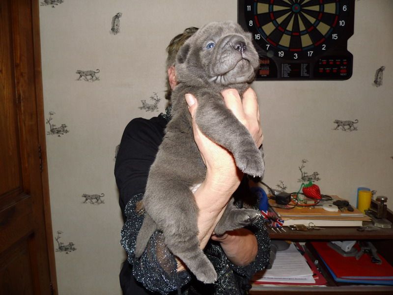 Superbes chiots shar-pei à reserver