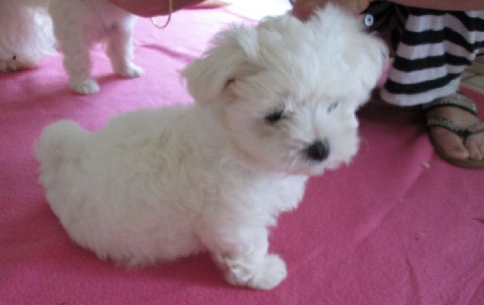 A donner magnifique femelle Bichon maltais (pour Noël)