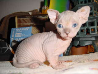 Fais don de mon chaton sphynx contre bons soins