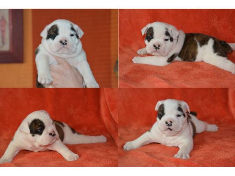 Adorable chiot bouledogue anglais mÃ¢le Lof 