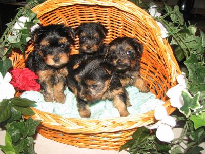 MINI CHIOT YORKSHIRE 