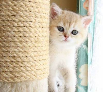 Bébé british shorthair pour adoption