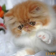 Magnifiques BB Persan.loof***.