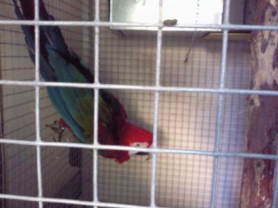 Magnifique perroquet ara chloroptère