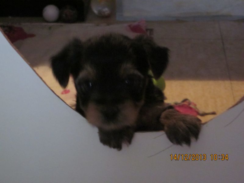 A vendre bb yorkshire