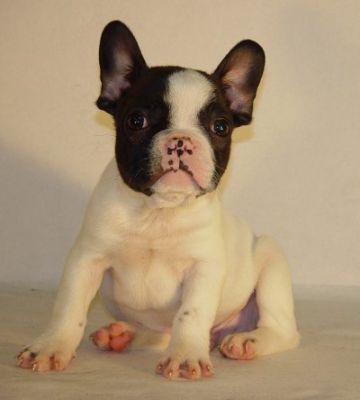 femelle chiot bouledogue français LOF