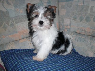 reinrassige Biewer Yorkshire Terrier a la pom pon