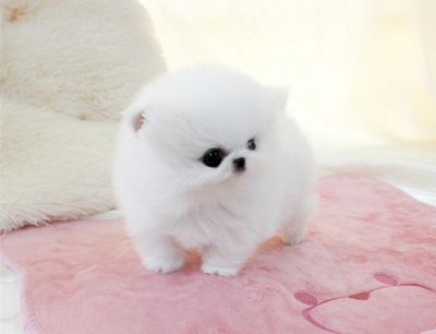 Donne chiot pomeranien nain