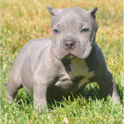 je voudrais donner mon chiot pitbull terrier americain 