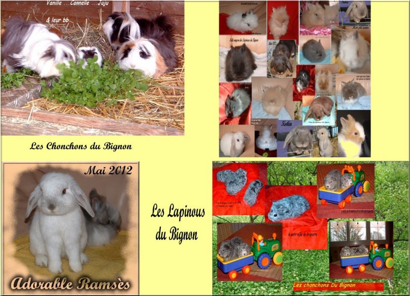 Lapins nains  et cochons d'inde pure race élevés en famille