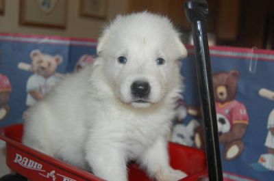 Chiots type Beauceron disponible