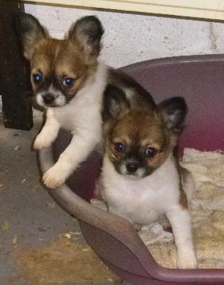 chiots type chihuahua