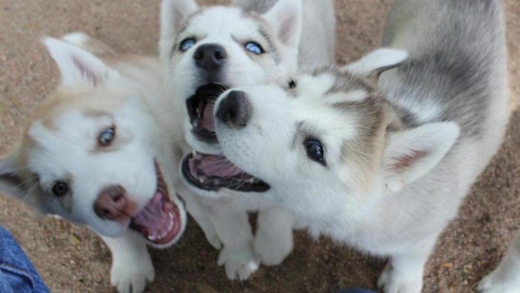 A réserver chiots husky siberien  lof