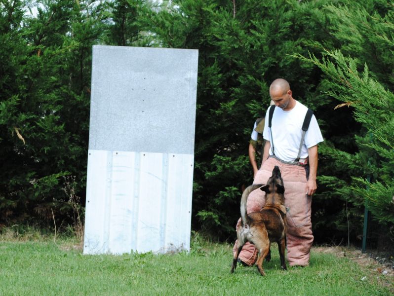 Proposition saillie malinois confirmé 