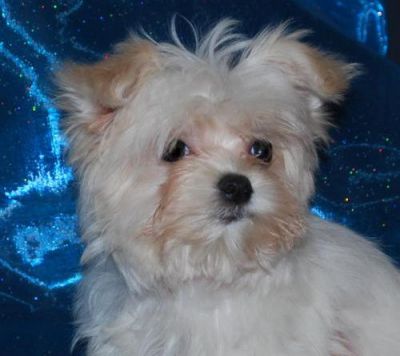 Mignon maltaise babe