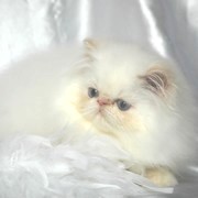 Magnifiques BB Persan.loof***.