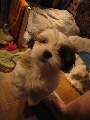 5 bb Lhassa Apso dispo MAINTENANT mai 2012