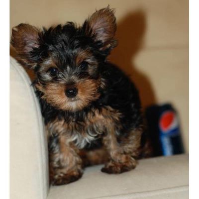 MINI CHIOT YORKSHIRE 