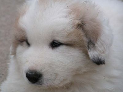 A reserver chiots Montagne des Pyrénées