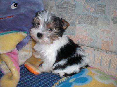 reinrassige Biewer Yorkshire Terrier a la pom pon