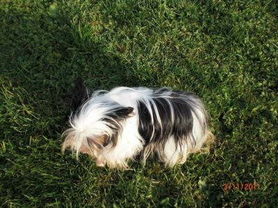 Biewer Yorkshire Terrier Hündin