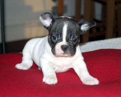 bouledogue français femelle caille lof
