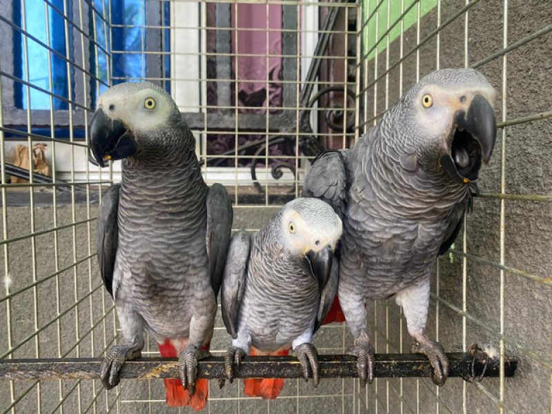 African Grey parrot