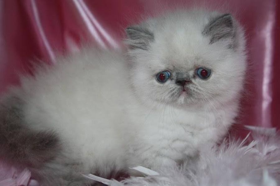 Chaton persan chinchilla femelle à donner